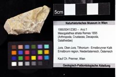 Foto (Objket + Etiketten) von Mesogalathea striata (Remes 1895) 